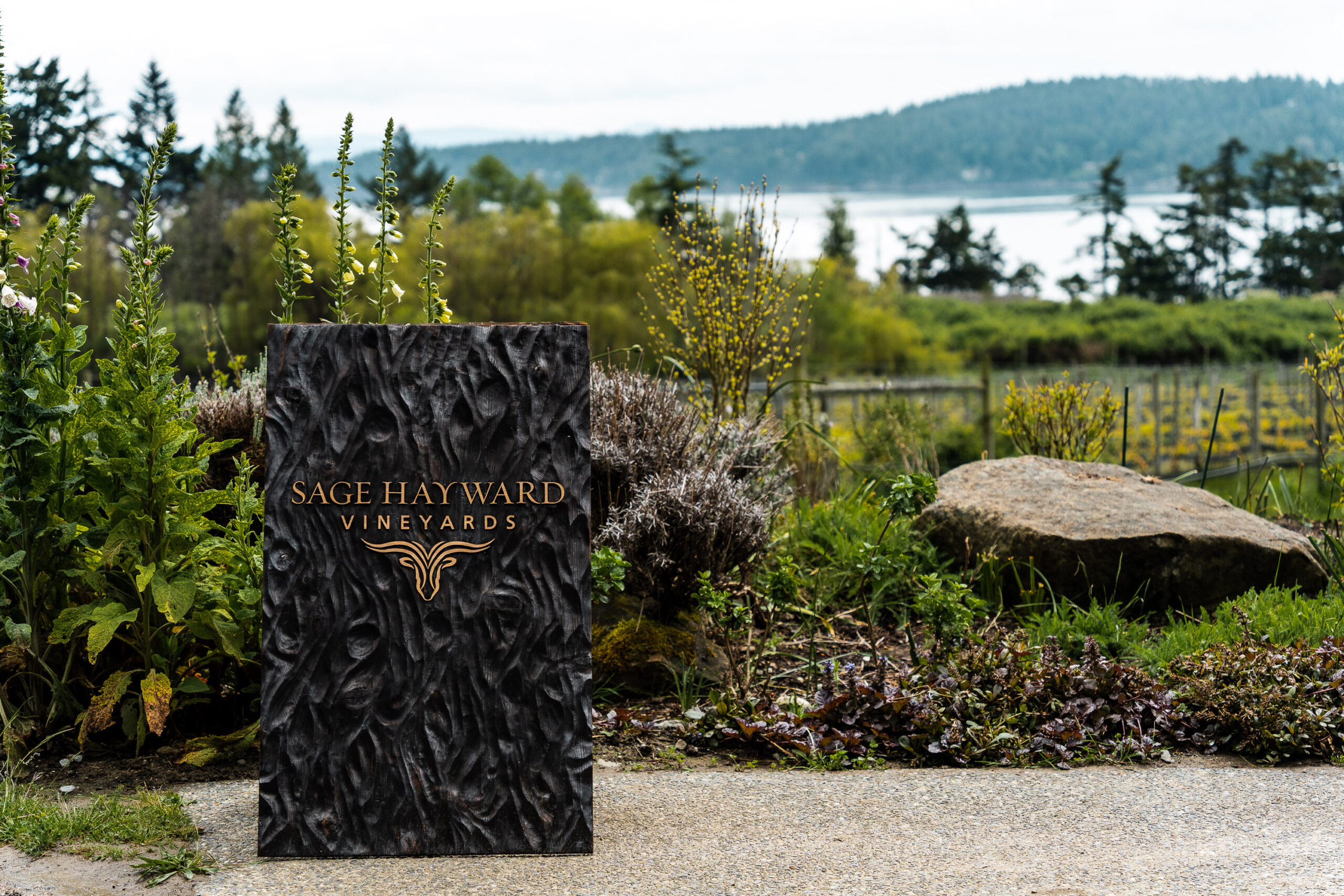 Sage Hayward Vineyards Branding